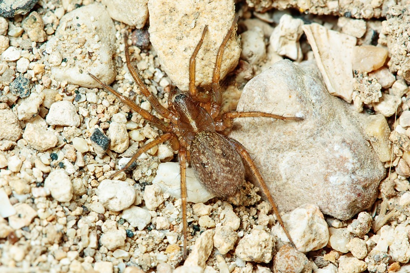 Lycosoides coarctata - Malta